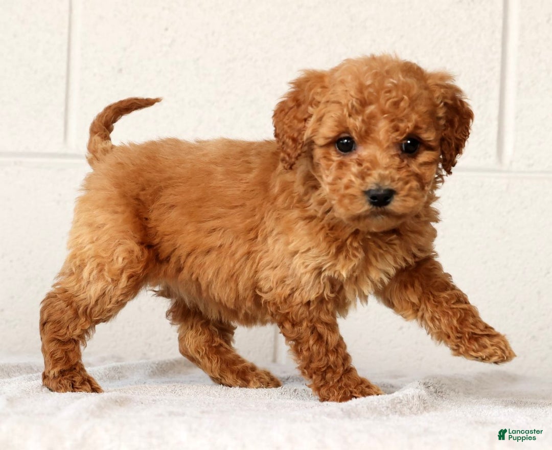 Mini Goldendoodle dogs for sale: Laina - Ad 3