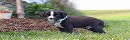 Boxer dogs for sale: Lance - Ad 5