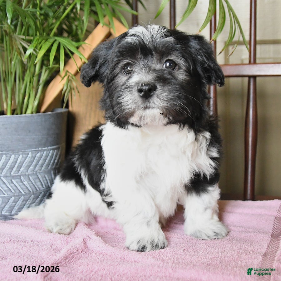 Havanese dogs Baxter - Ad 2