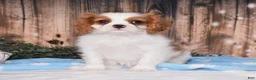 Cavalier King Charles Spaniel dogs for sale: Cruz - Ad 10