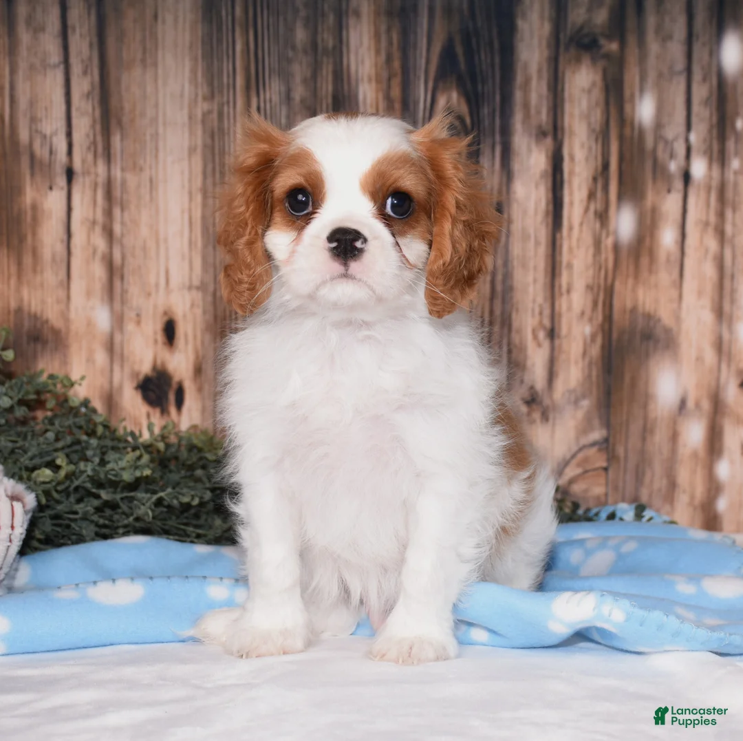 Cavalier King Charles Spaniel dogs for sale: Cruz - Ad 10