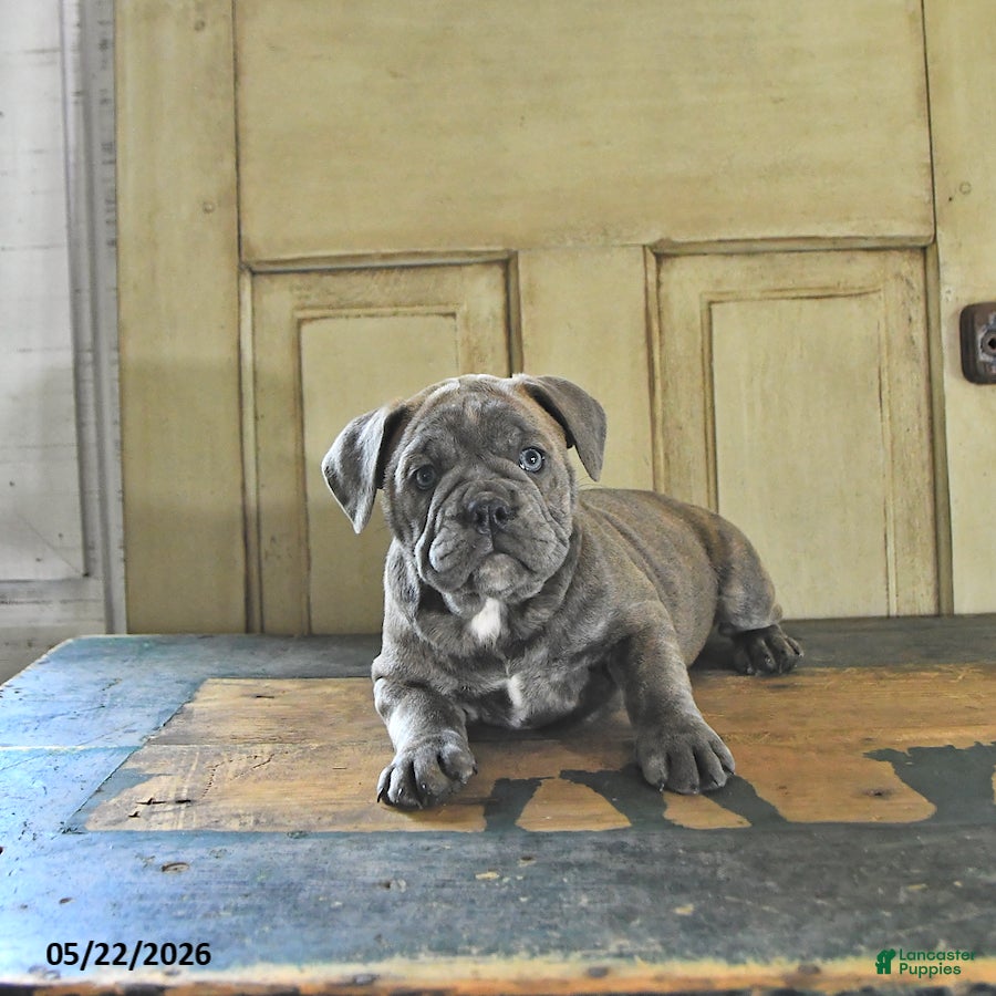 English Bulldog dogs Penny - Ad 2