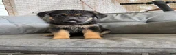 German Shepherd dogs for sale: German Shepherd 3 - Ad 2