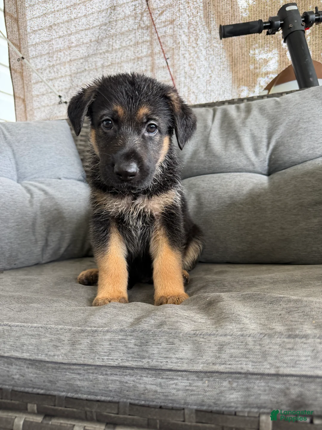 German Shepherd dogs for sale: German Shepherd 3 - Ad 2