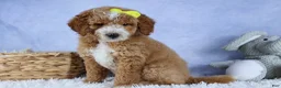 Mini Goldendoodle dogs for sale: 🐾 Meet Nova – F2B Mini Goldendoodle Puppy 🐾 - Ad 4