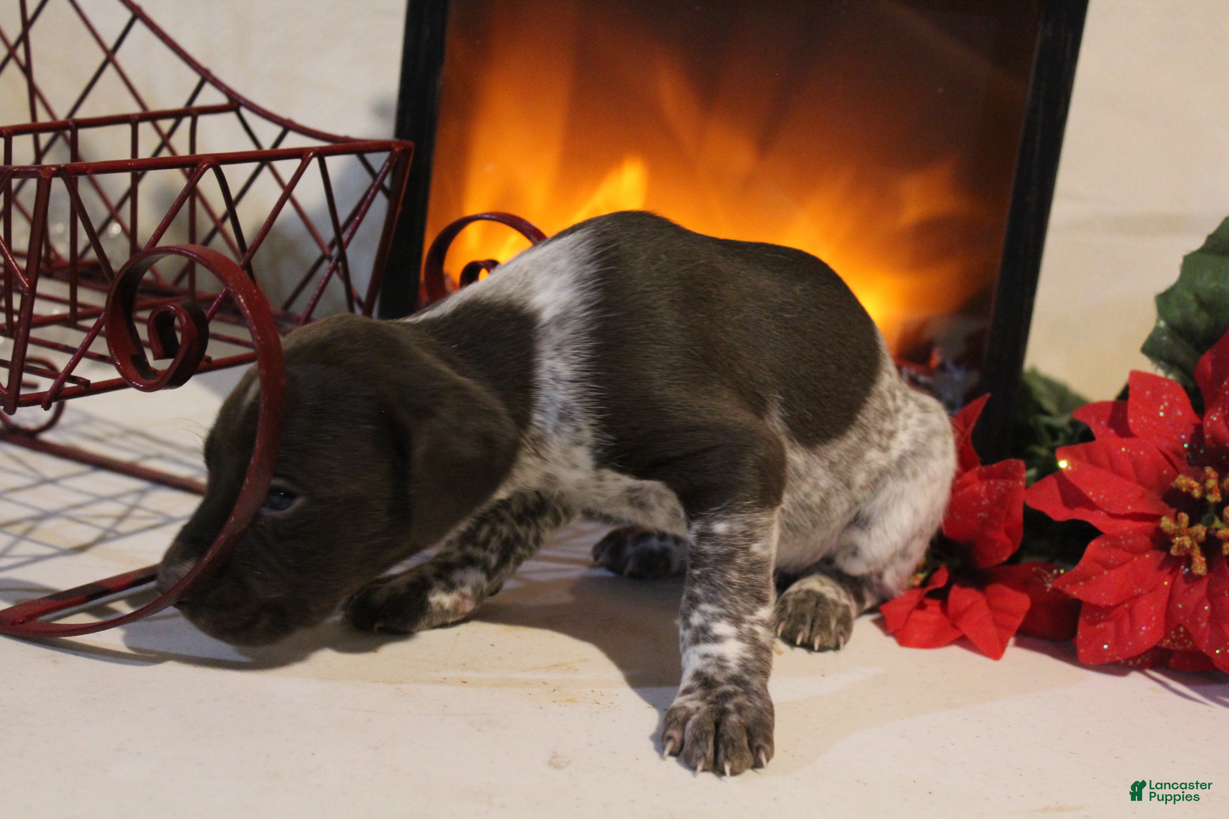 German Shorthaired Pointer dogs Jovee  - Ad 18