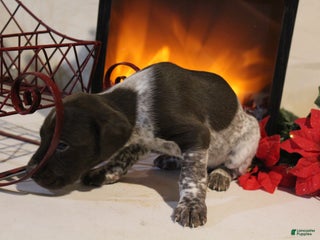 German Shorthaired Pointer dogs Jovee - Ad 20