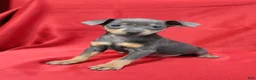 Miniature Pinscher dogs for sale: Bruno - Ad 2