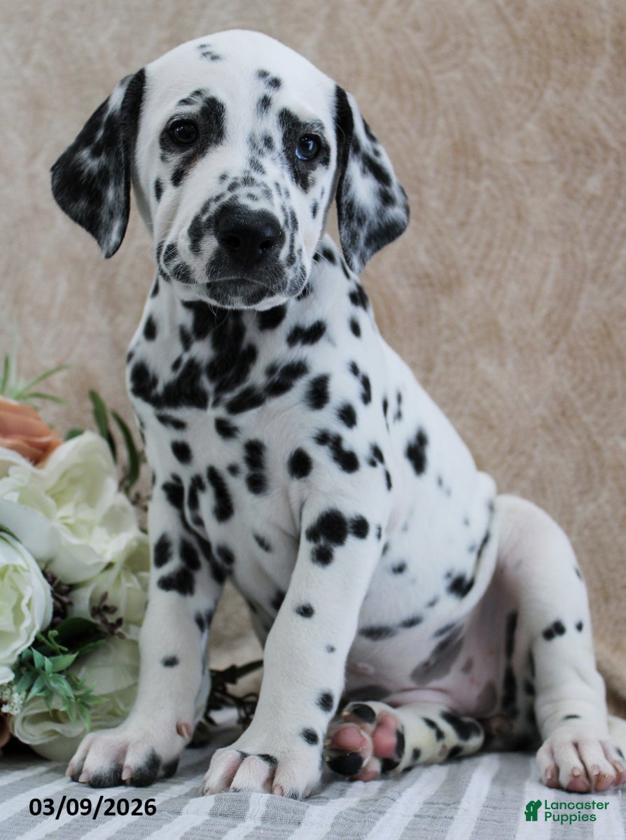 Dalmatian dogs Honor - Ad 2