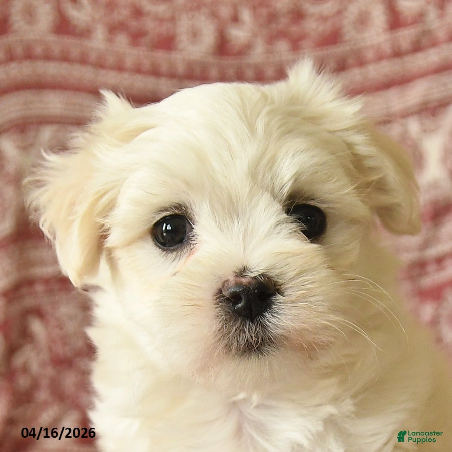 Maltese dogs Olivia - Ad 2