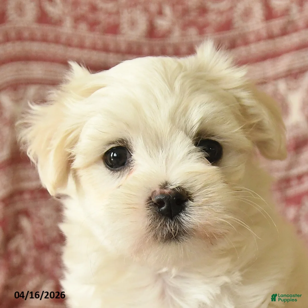 Maltese dogs for sale: Olivia - Ad 2