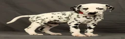 Dalmatian dogs for sale: Missy - Ad 7
