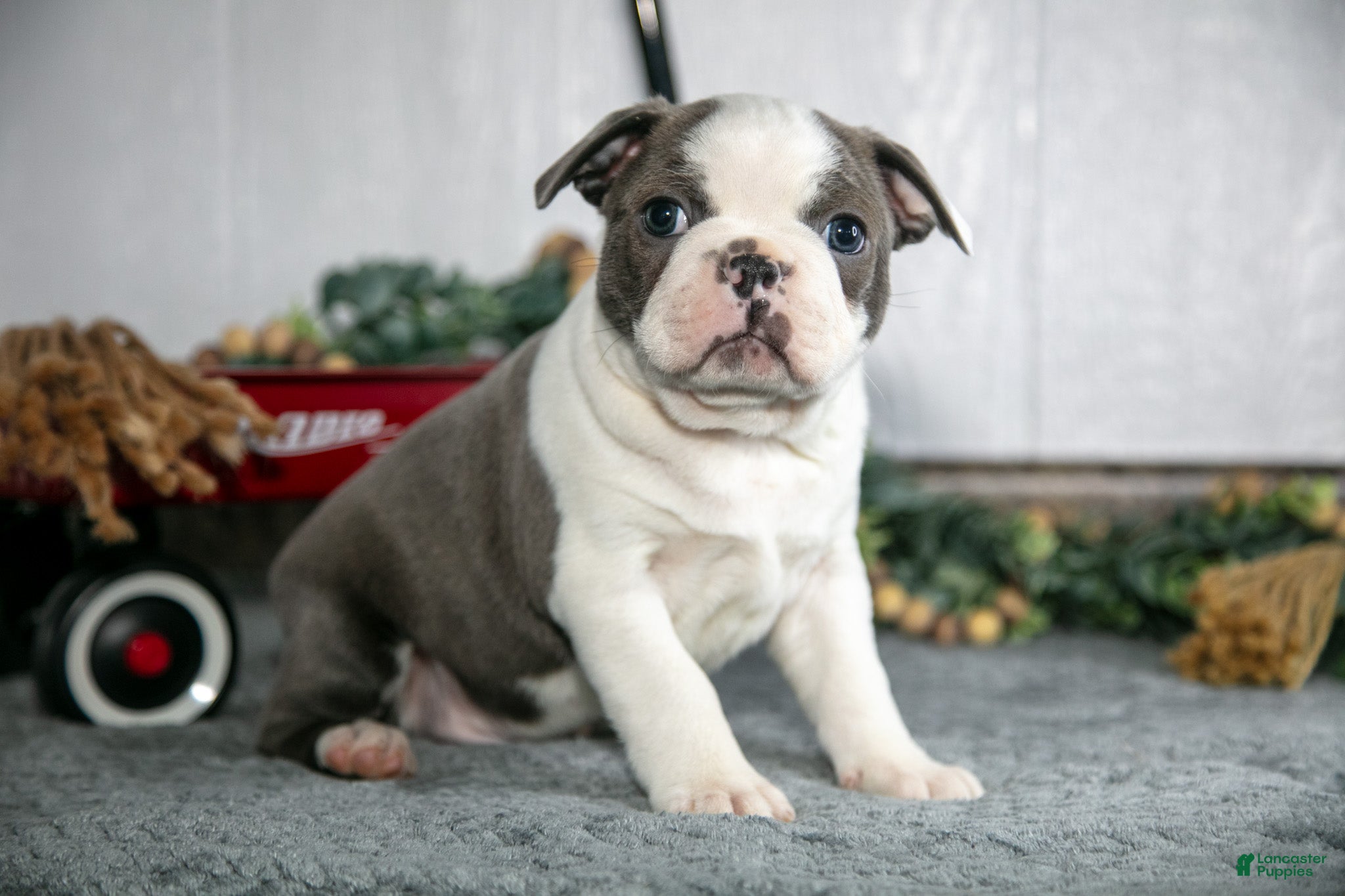 Boston Terrier dogs Leo - Ad 42