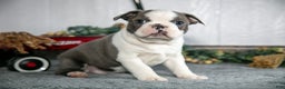 Boston Terrier dogs for sale: Leo - Ad 1