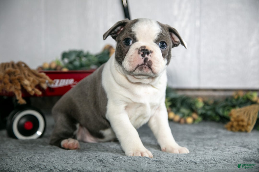 Boston Terrier dogs for sale: Leo - Ad 1