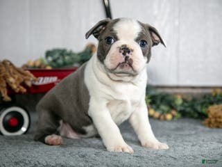 Boston Terrier dogs Leo - Ad 42