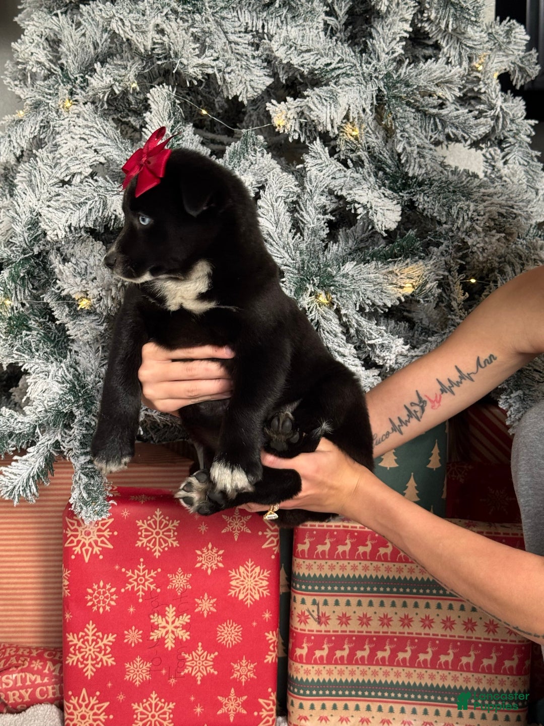 Pomsky dogs for sale: Peppermint - Ad 3