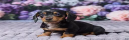 Miniature Dachshund dogs for sale: Sophie - Ad 2