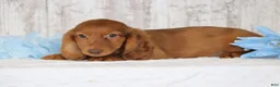 Dachshund dogs for sale: Marco  - Ad 3