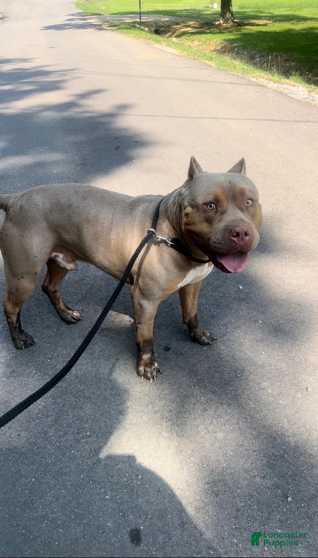American Bully dogs for sale: Katarra  - Ad 12
