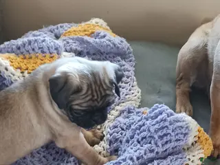 Pug dogs Pug Puppy 1 - Ad 31