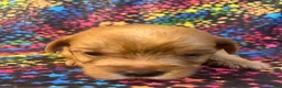 Yorkshire Terrier dogs for sale: Yorkshire Terrier 1 girl - Ad 4
