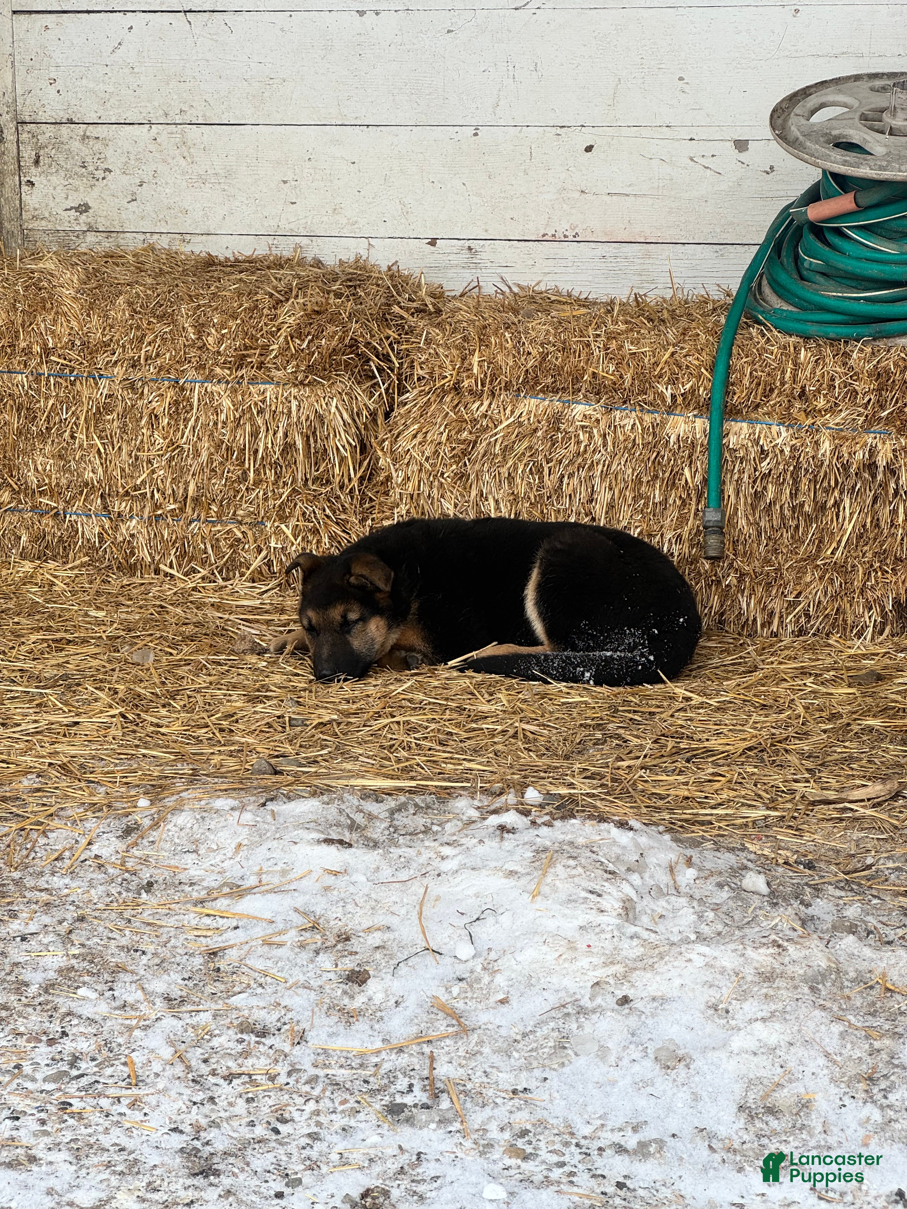 German Shepherd dogs Annie - Ad 2