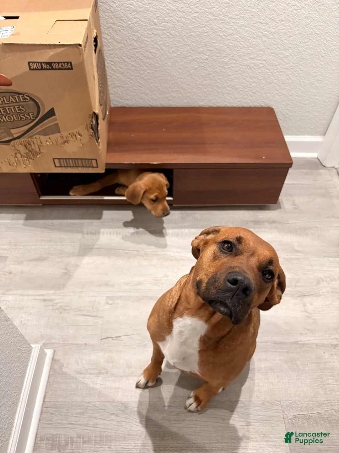 Mixed Breed dogs for sale: Mixed Breed Puppy 2 - Ad 2