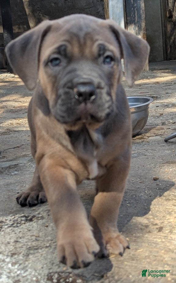 Cane Corso dogs Andromeda  - Ad 1