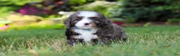 Mini Bernedoodle dogs for sale: Whyatt - Ad 6