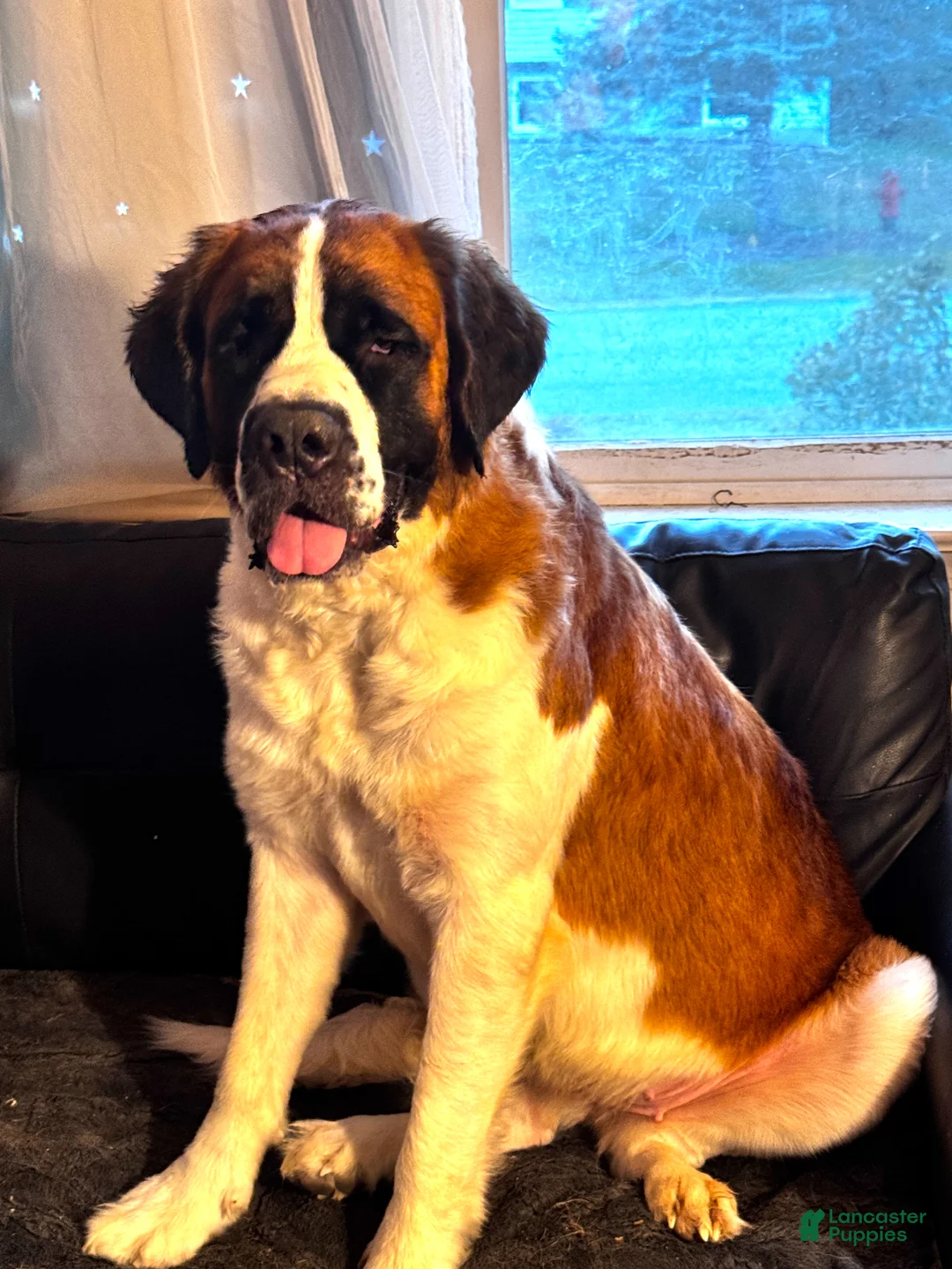 Saint Bernard dogs for sale: Saint Bernard Puppy 1 - Ad 5