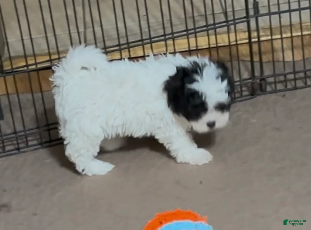 Shihpoo dogs for sale: Shihpoo Puppy 3 - Ad 6