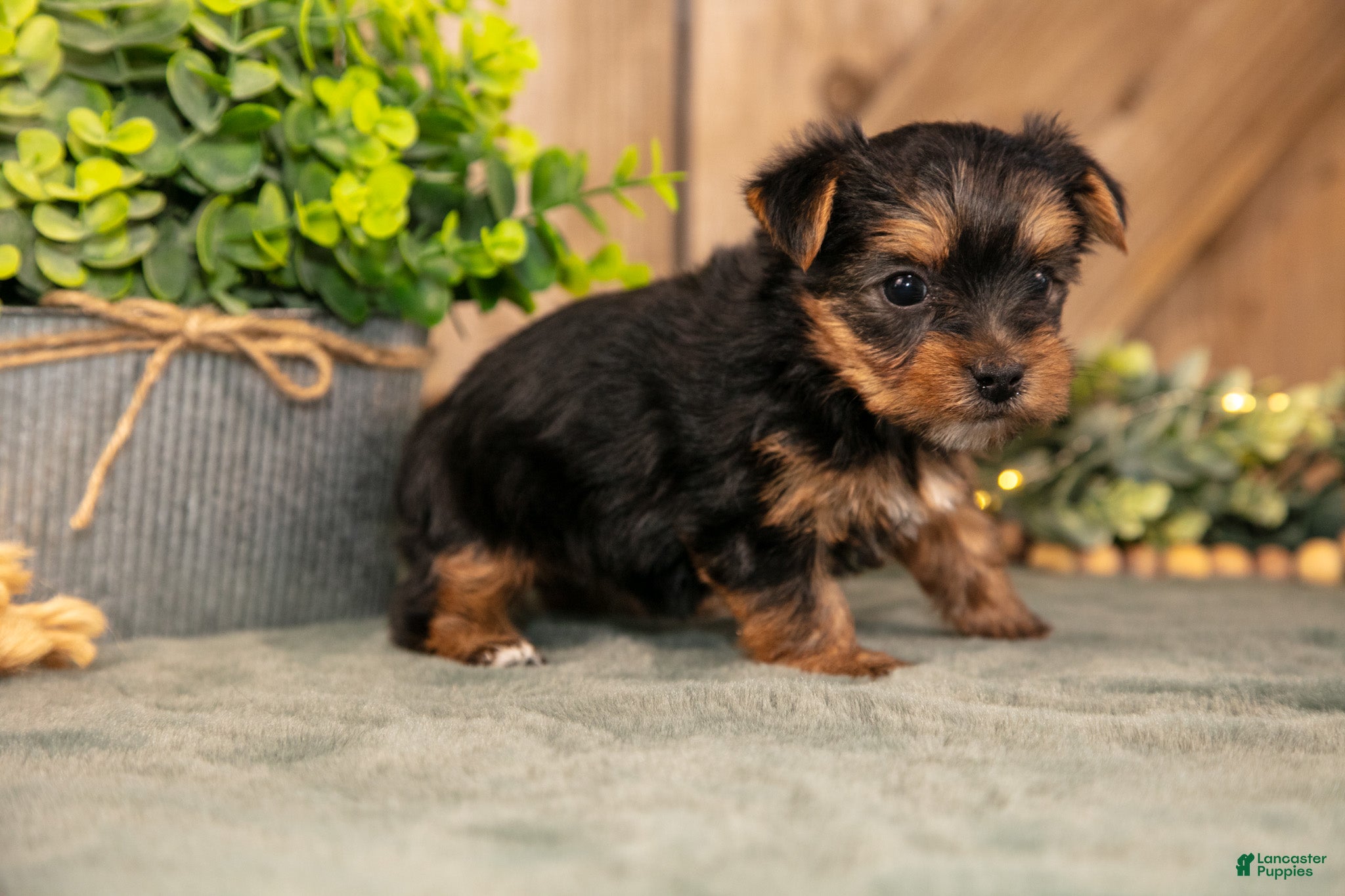 Yorkshire Terrier dogs Faith - Ad 2