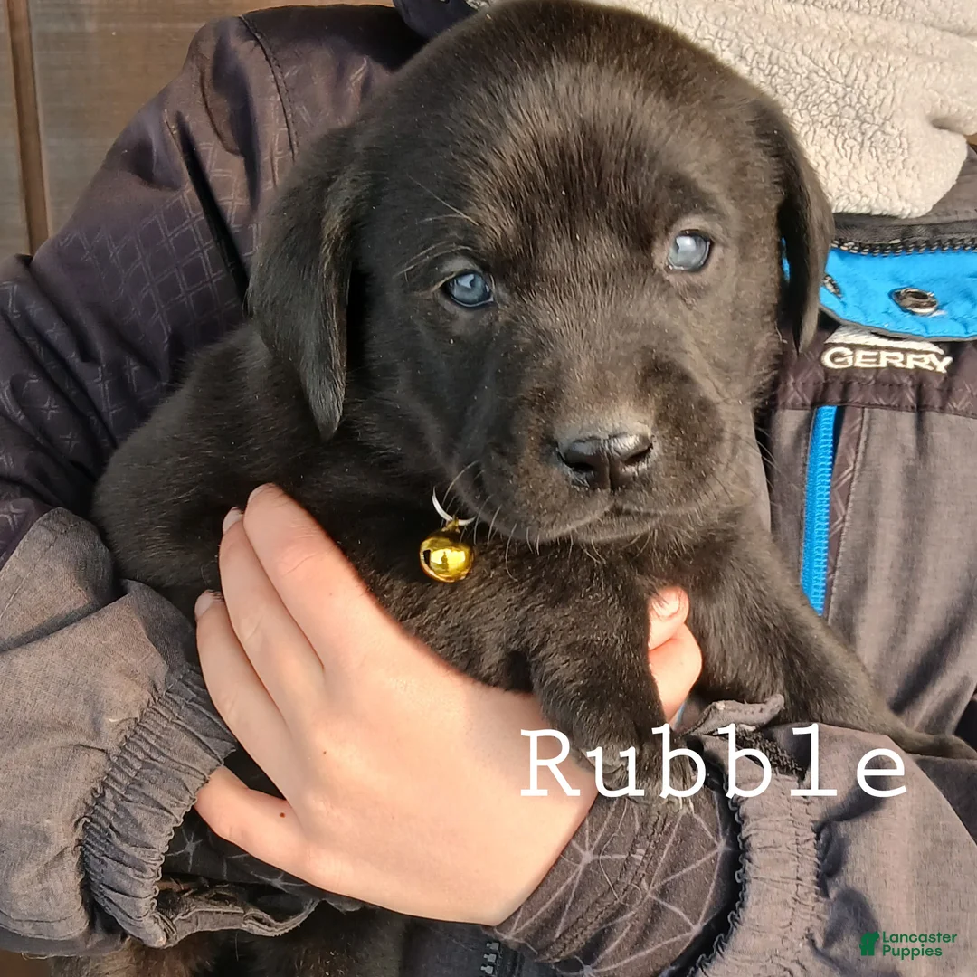 Labrador Retriever dogs for sale: RUBBLE - Ad 3