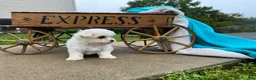 Maltese dogs for sale: Tilly❤️AKC Genetic Tested 5/6lb parents🐾Text or call today - Ad 3