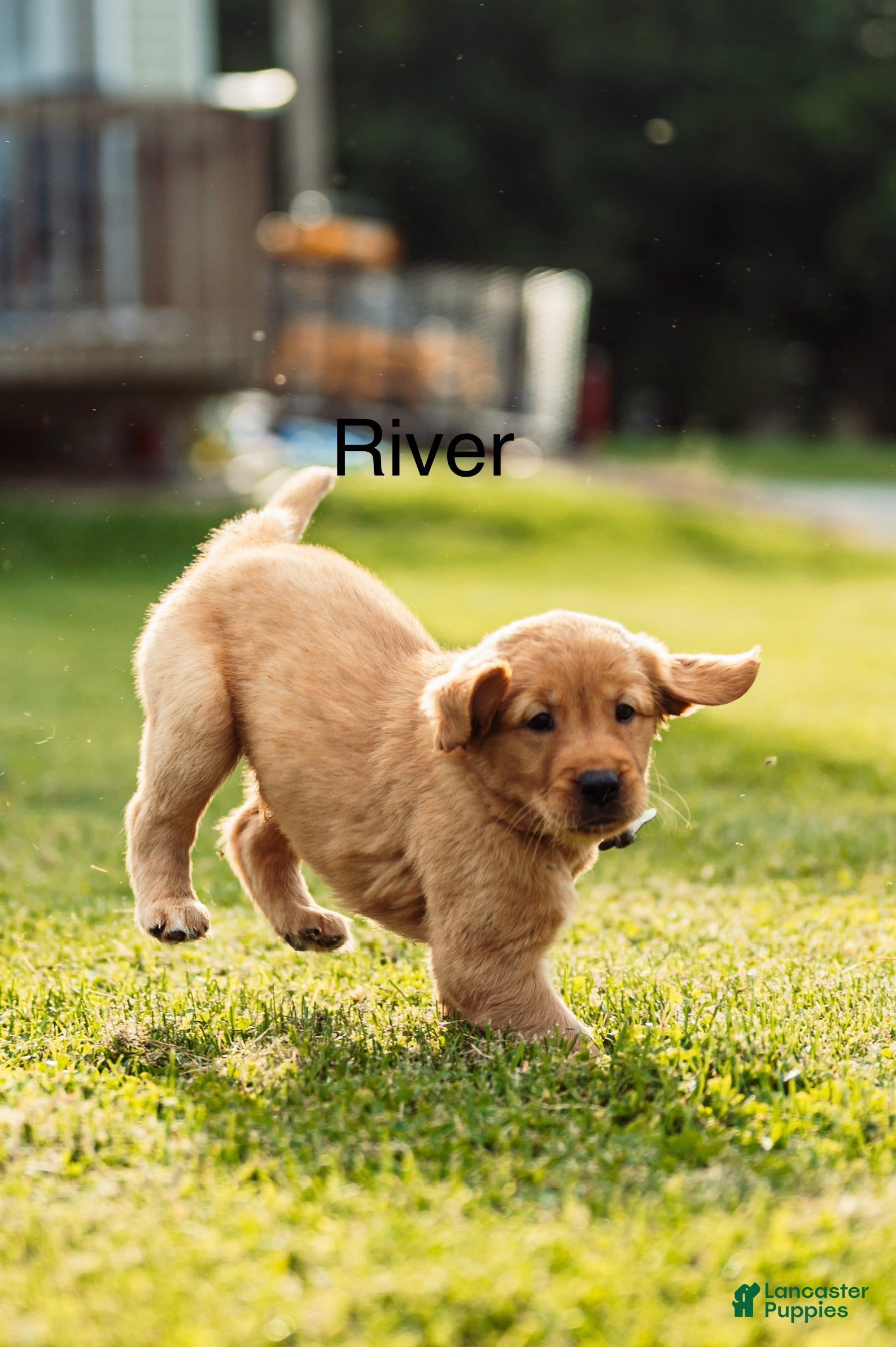Golden Retriever dogs River - Ad 2