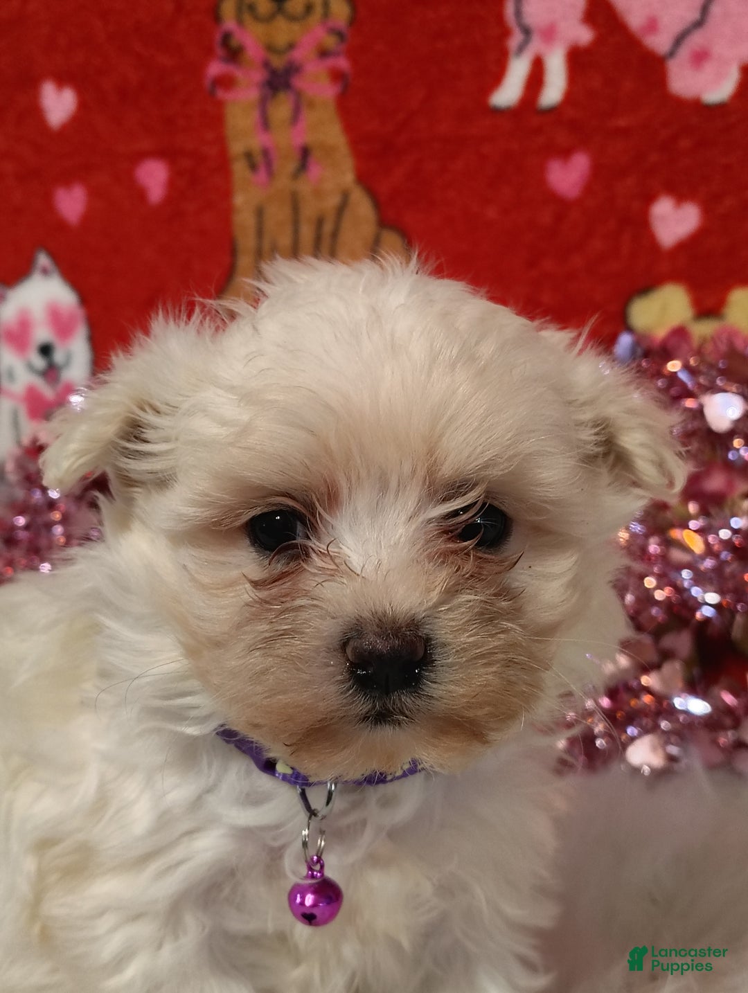 Maltese dogs for sale: June - purple - Ad 1