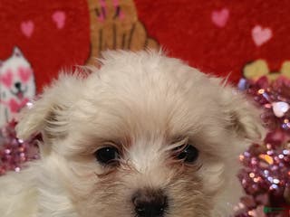 Maltese dogs June - purple - Ad 32