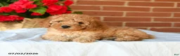 Miniature Poodle dogs for sale: Chiffon - Ad 3