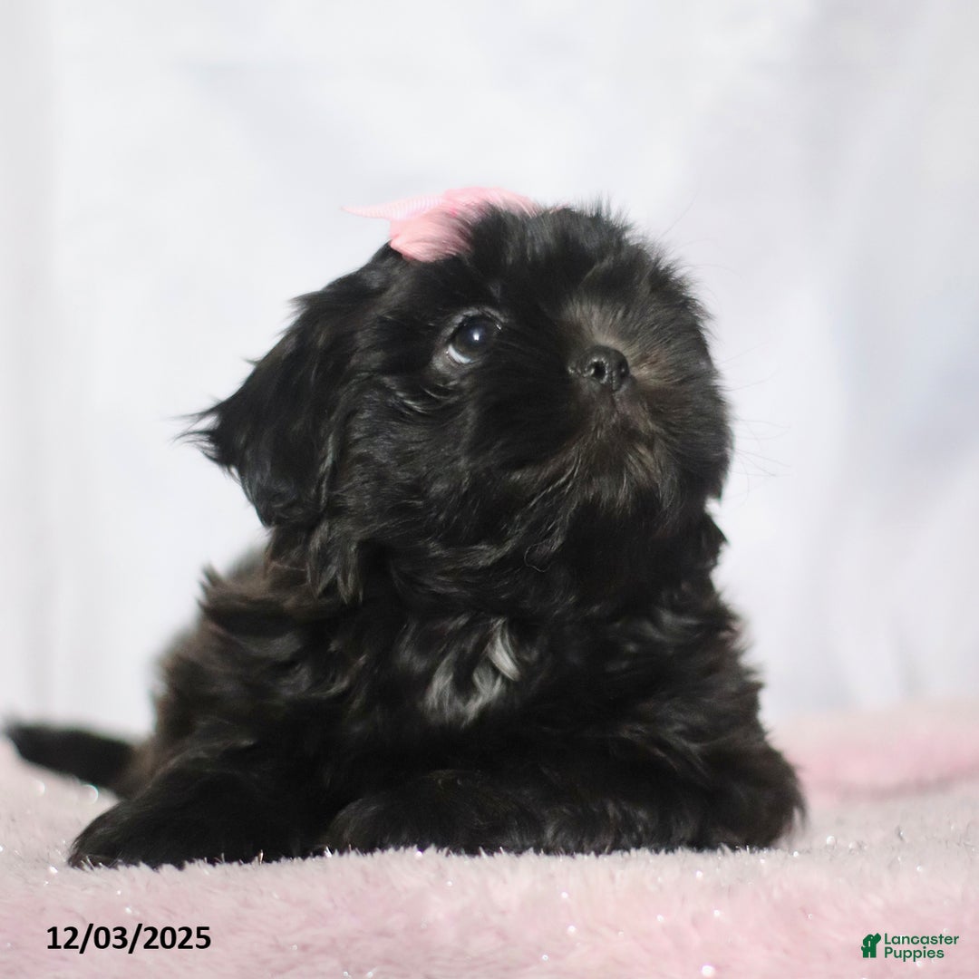 Shih Tzu dogs for sale: Jewel - Ad 4