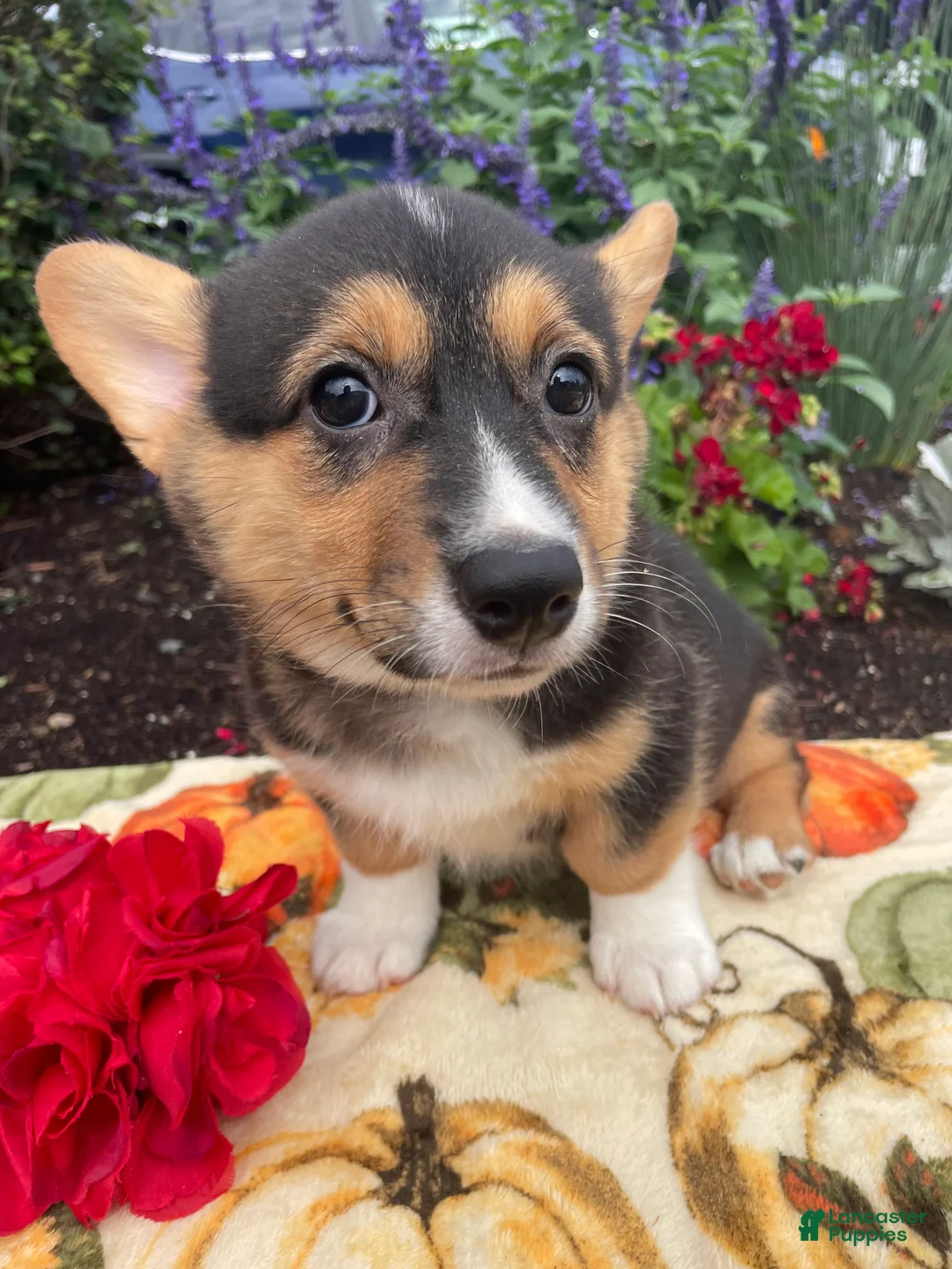 Welsh Corgi Pembroke dogs for sale: Holly - Ad 1