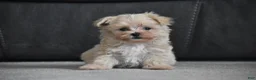 Maltipoo dogs for sale: Leo - Ad 7