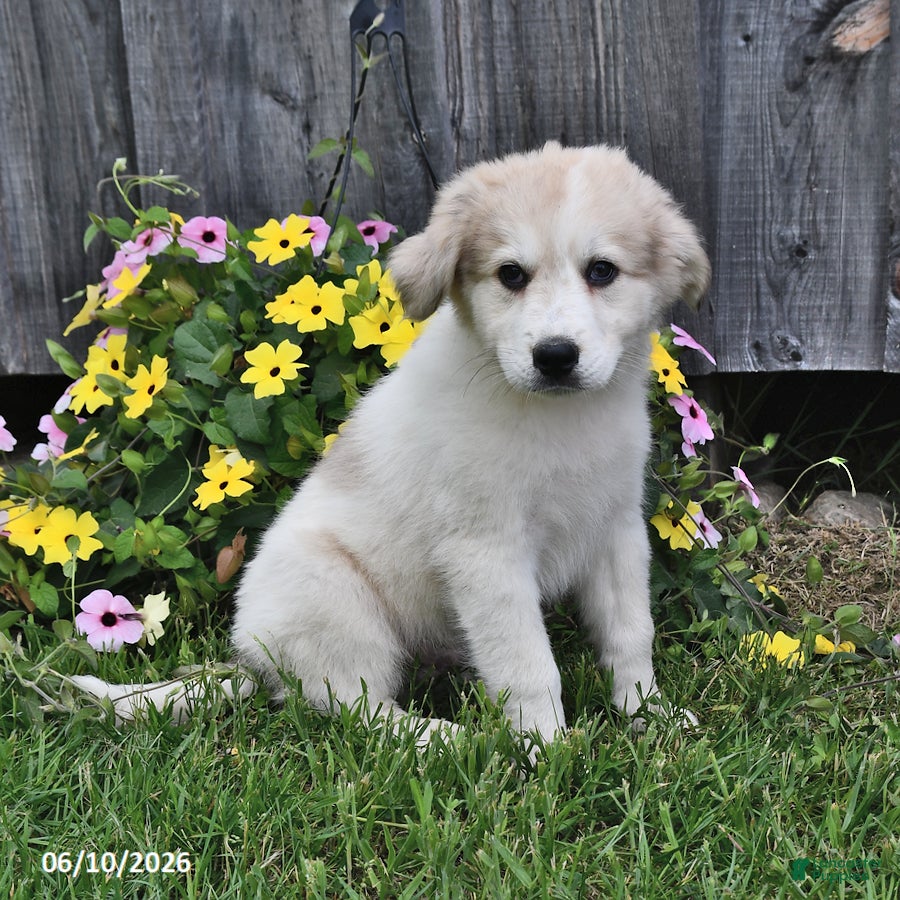 Mixed Breed dogs Finn - Ad 2