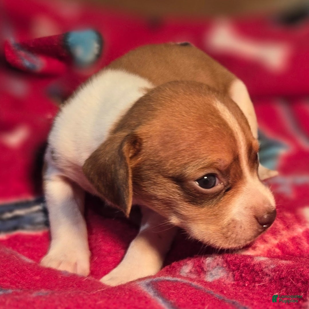 Beagle dogs for sale: Logan Queen Elizabeth Pocket Beagle - Ad 6