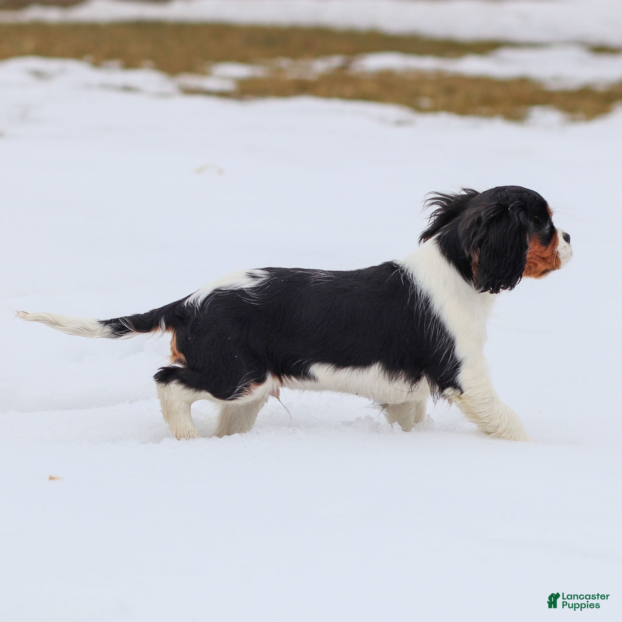 Cavalier King Charles Spaniel dogs Cassian - Ad 2