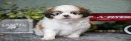Shih Tzu dogs for sale: Skipper - Ad 2
