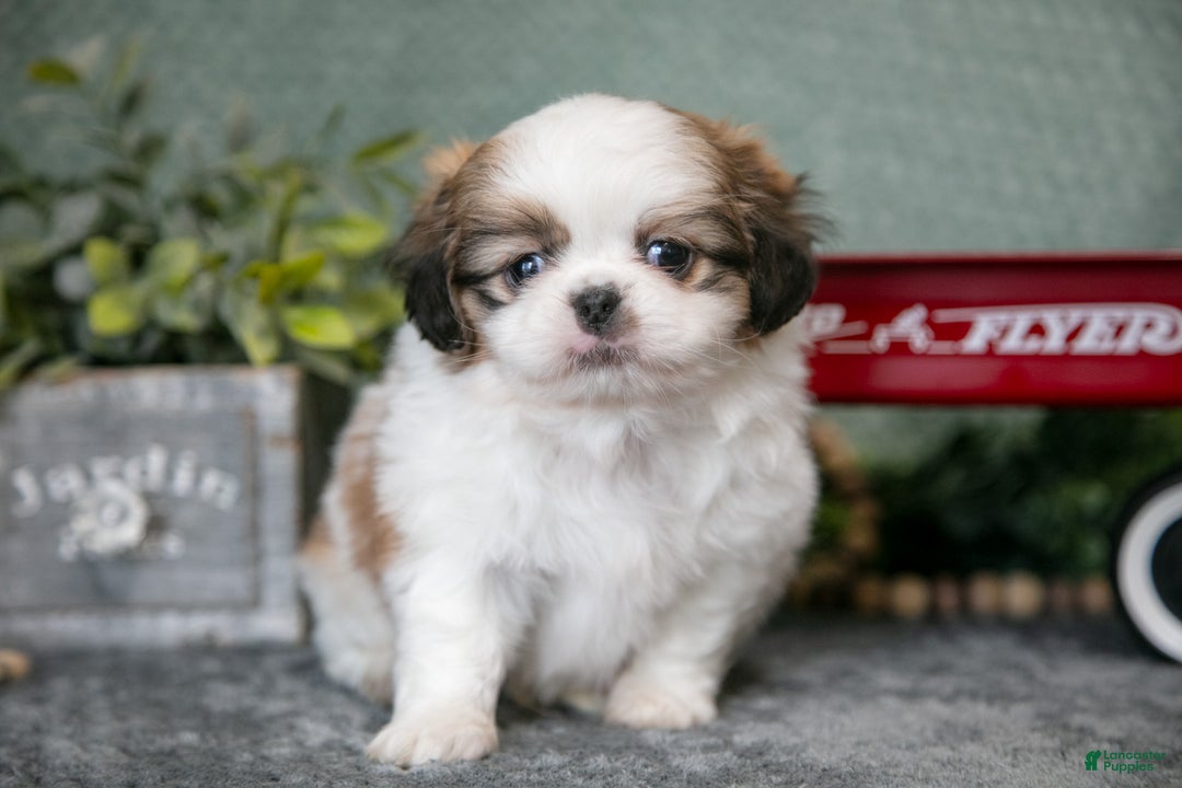 Shih Tzu dogs for sale: Skipper - Ad 2