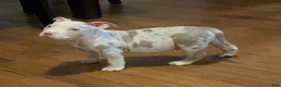 American Bully dogs for sale: American Bully 3 - Ad 9
