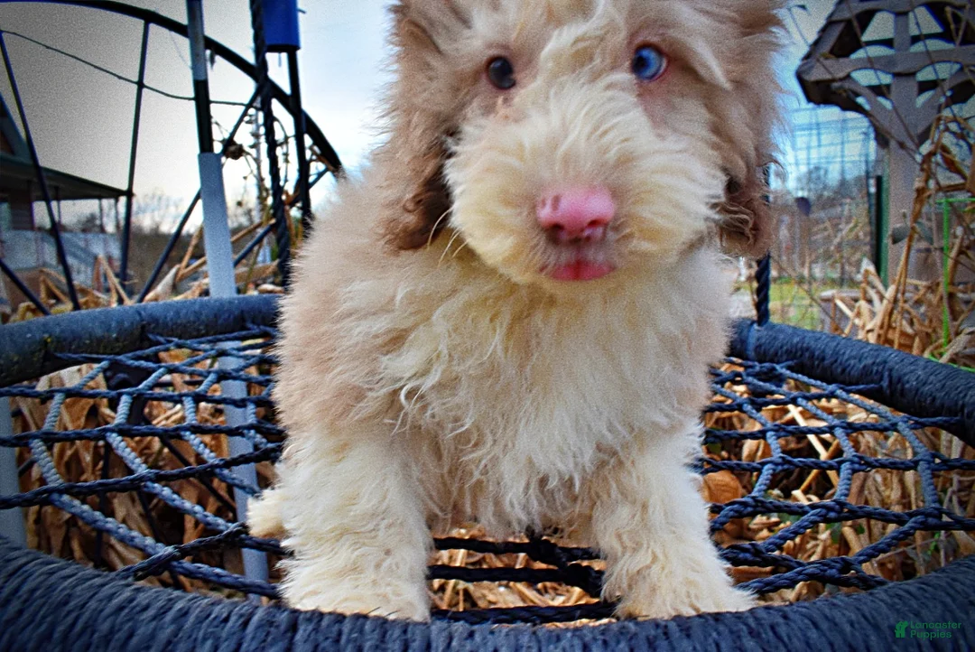 Havapoo dogs for sale: Webster - Ad 5