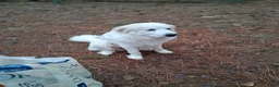 Mixed Breed dogs for sale: Mixed Breed Puppy 3 - Ad 2